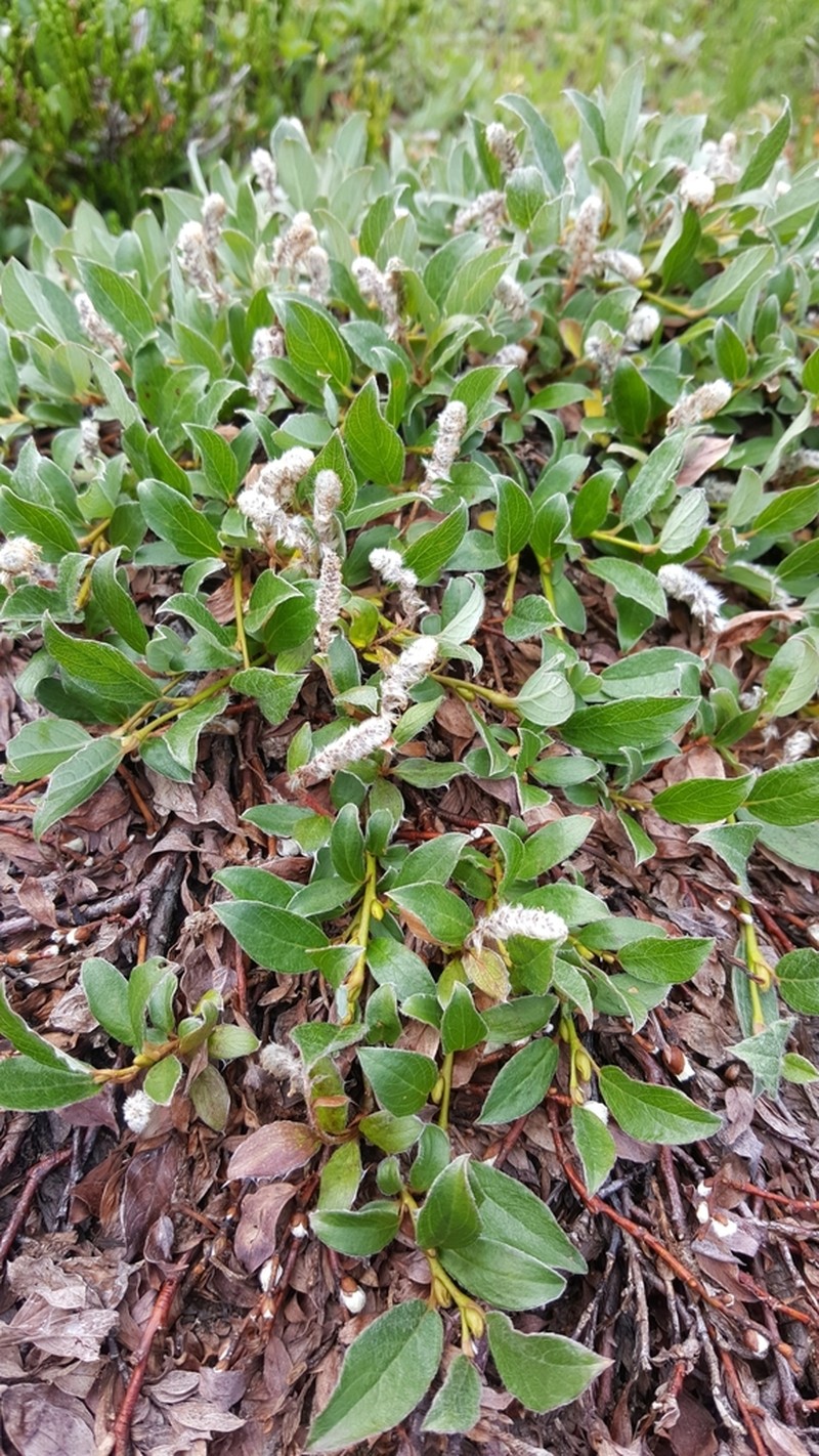 Cascade Willow photo 8