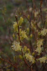 Salix caspica