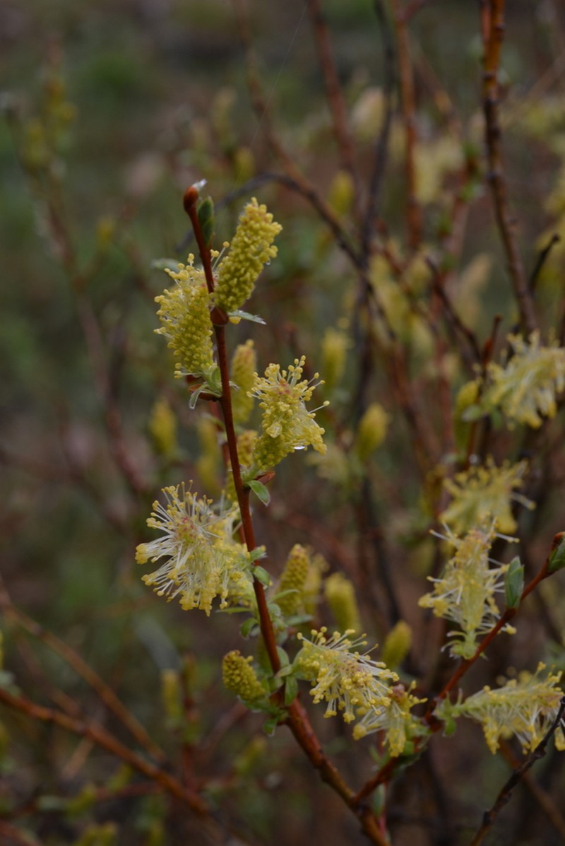 Salix caspica