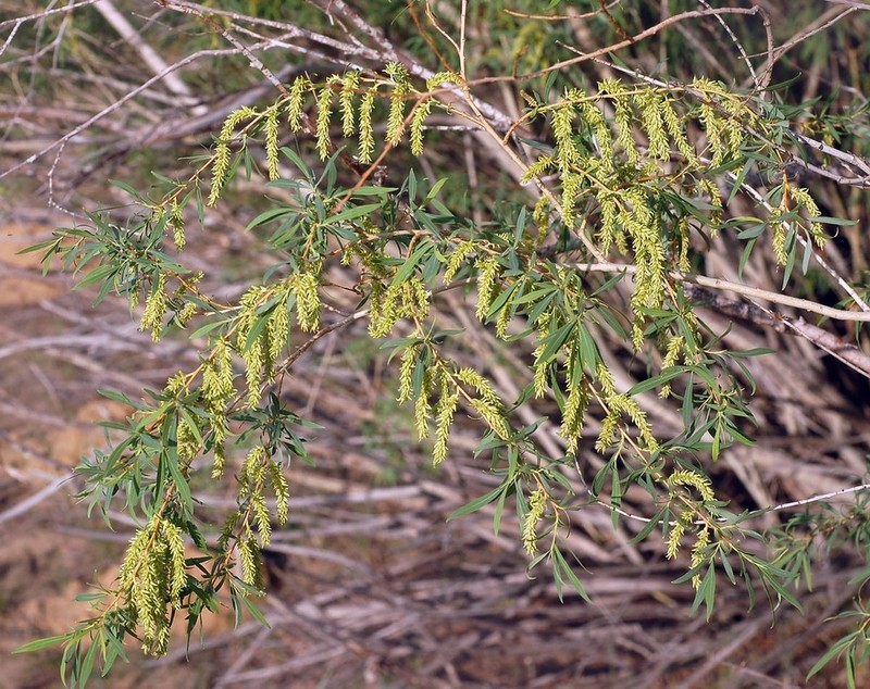Salix caspica photo 2
