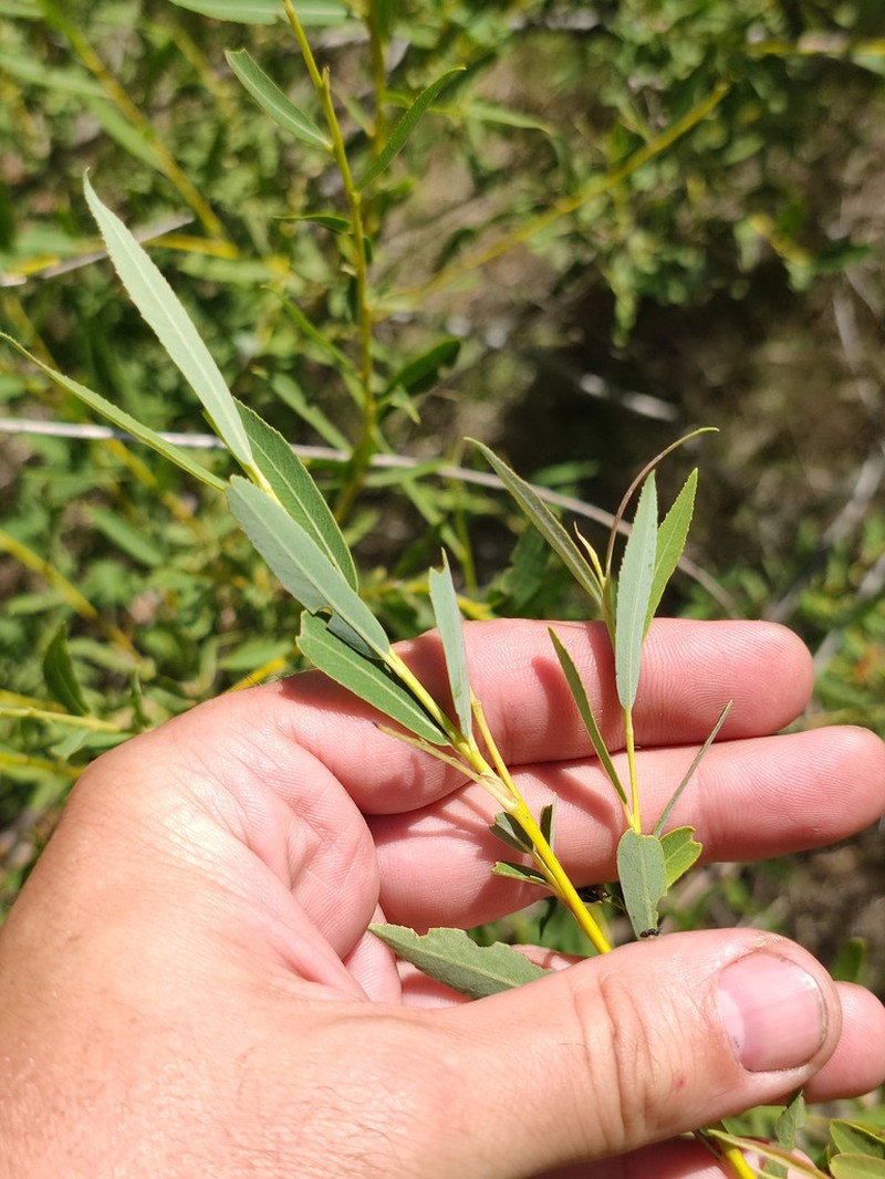 Salix caspica photo 3