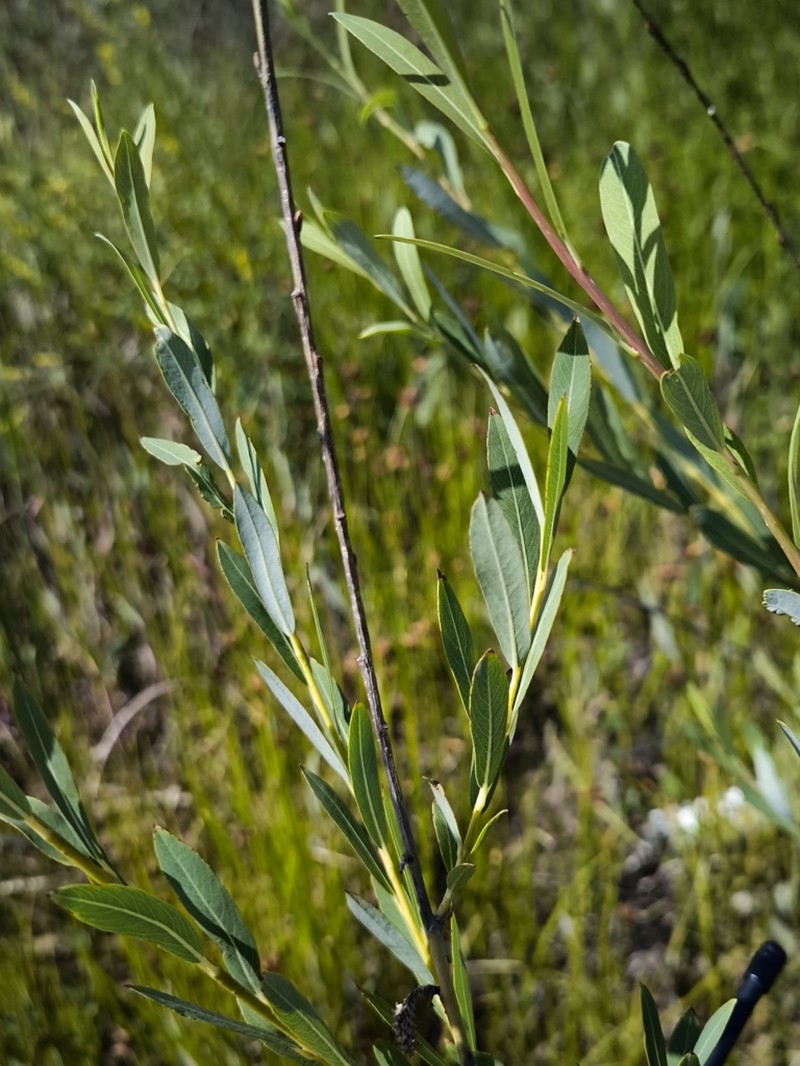 Salix caspica photo 4