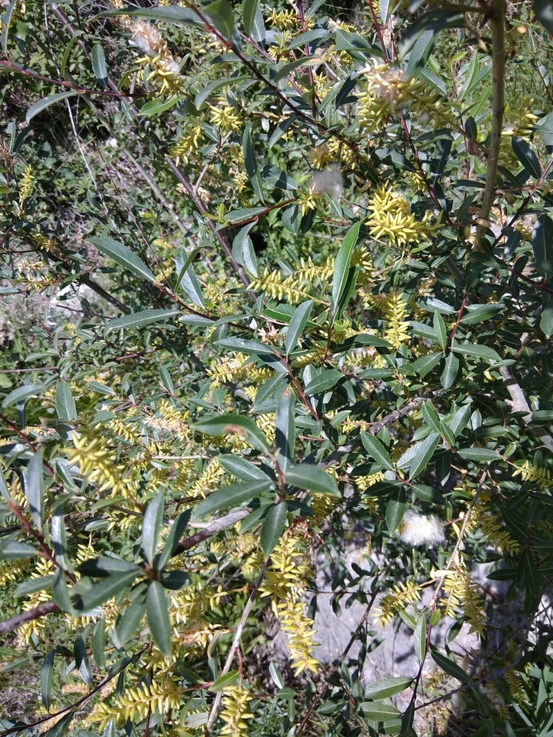 Salix caspica photo 5