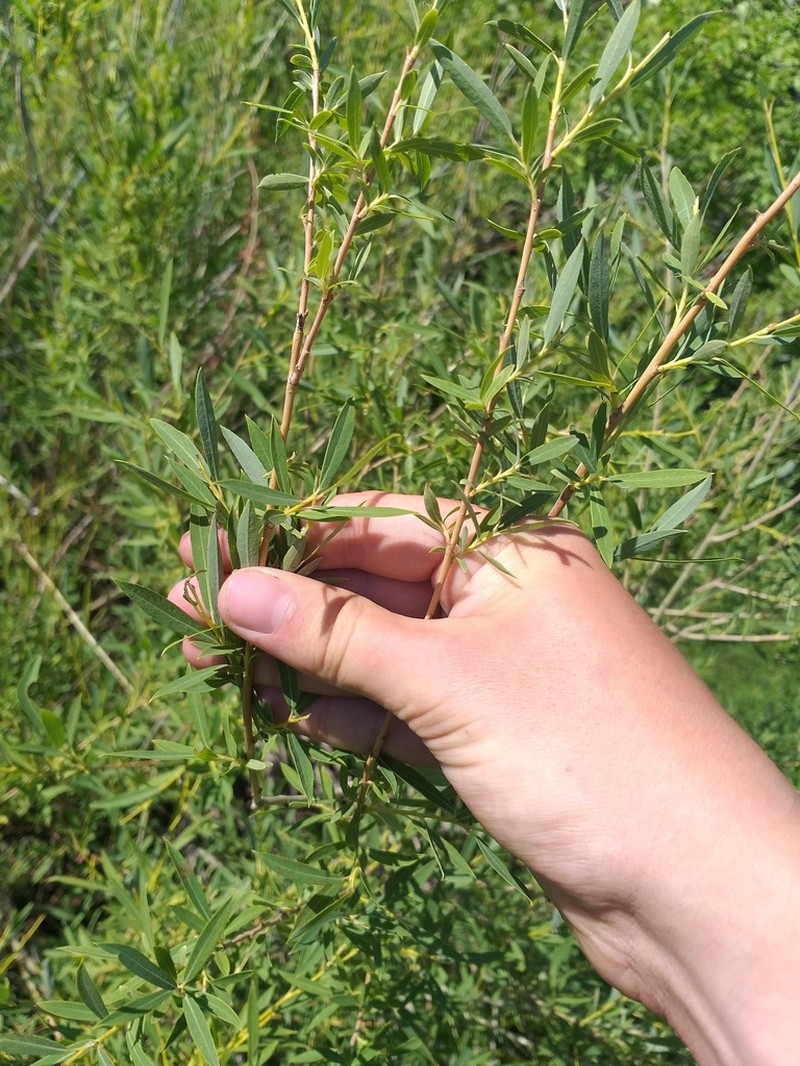 Salix caspica photo 6