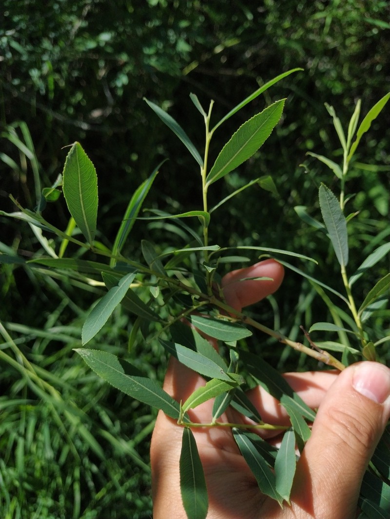 Salix caspica photo 7