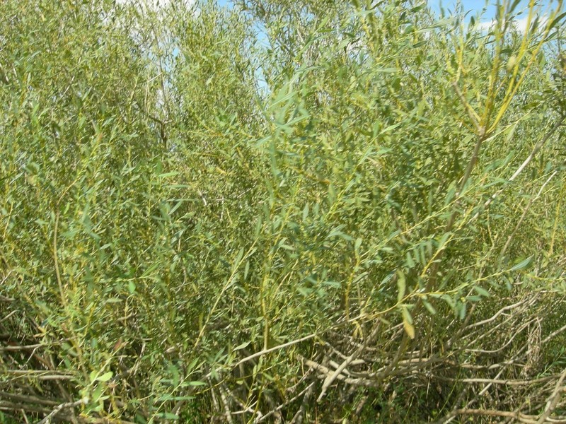 Salix caspica photo 8