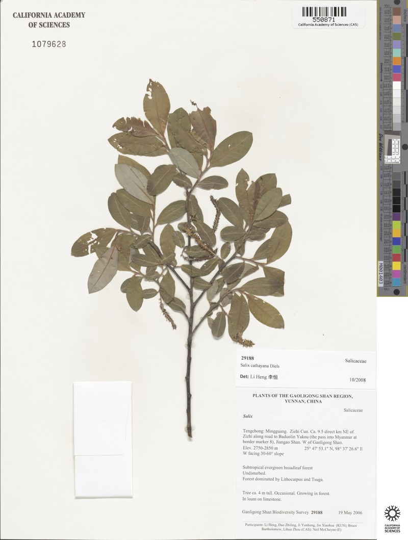 Salix cathayana