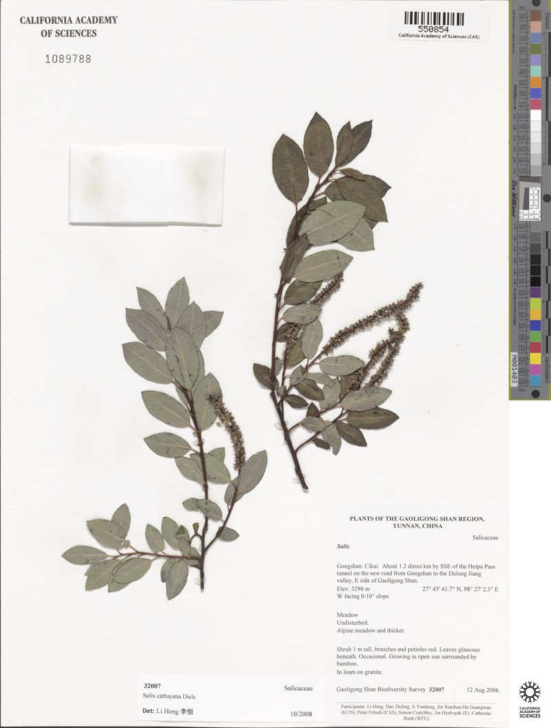 Salix cathayana photo 2