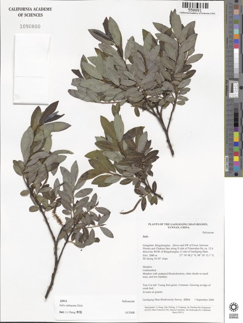 Salix cathayana photo 3