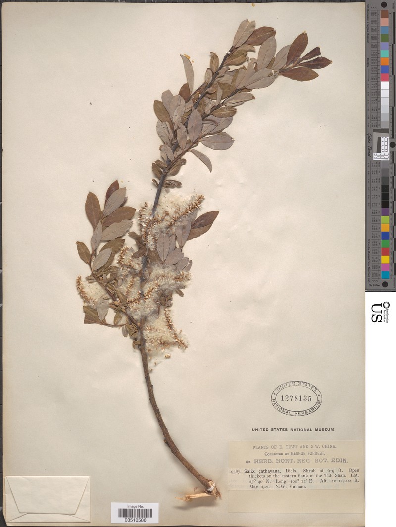 Salix cathayana photo 4