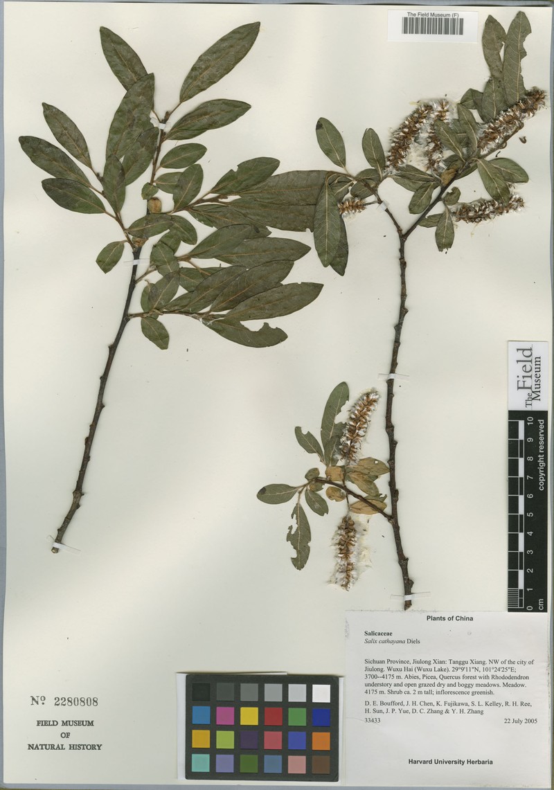 Salix cathayana photo 5
