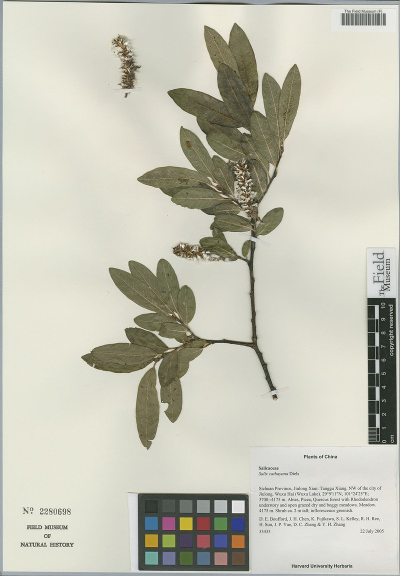 Salix cathayana photo 6