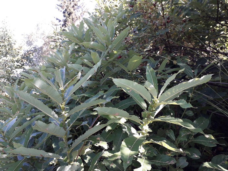 Salix caucasica