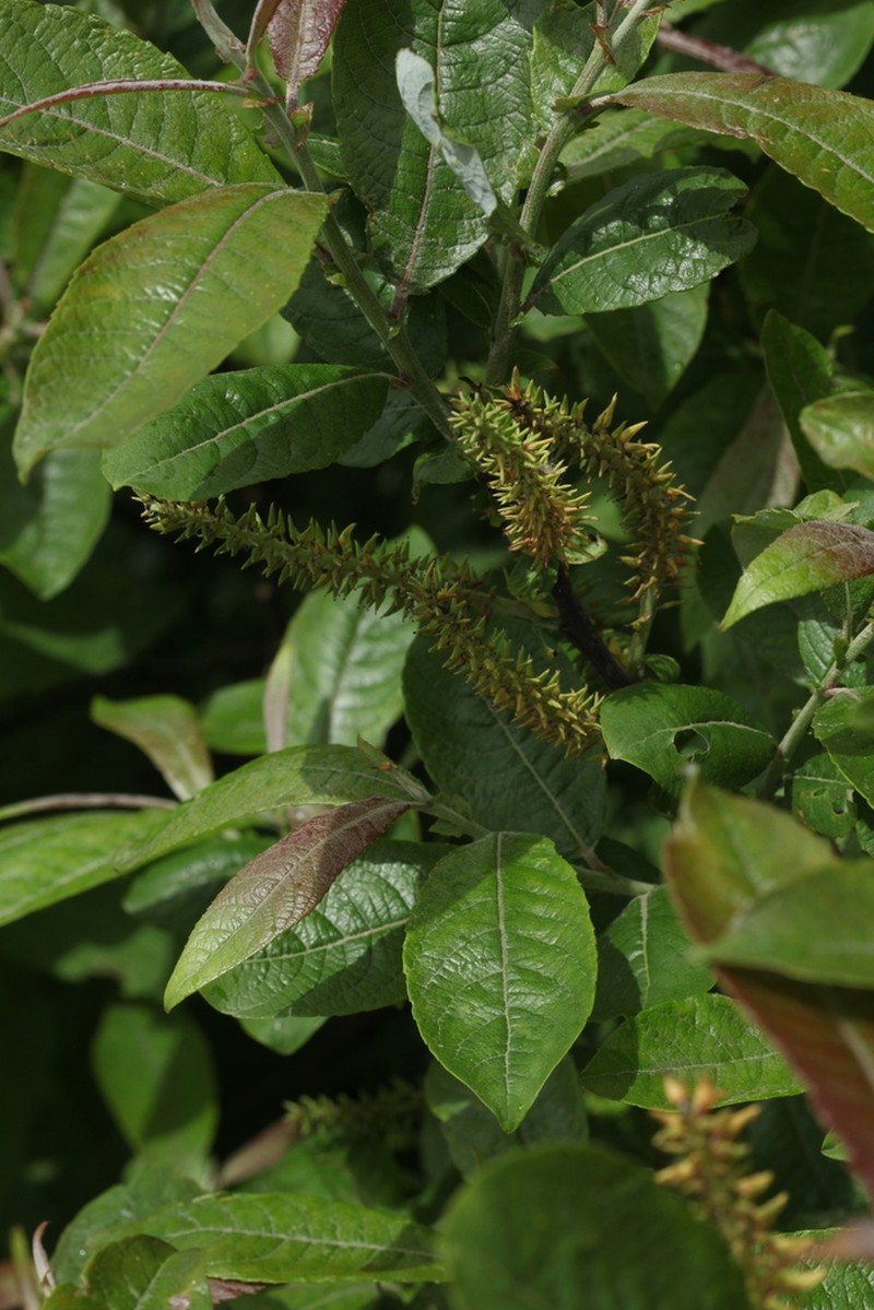 Salix caucasica photo 2
