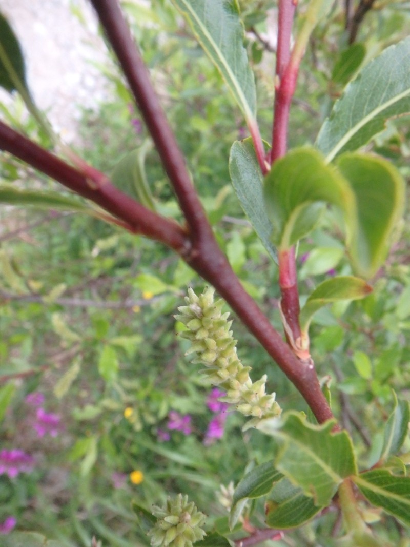 Salix caucasica photo 3