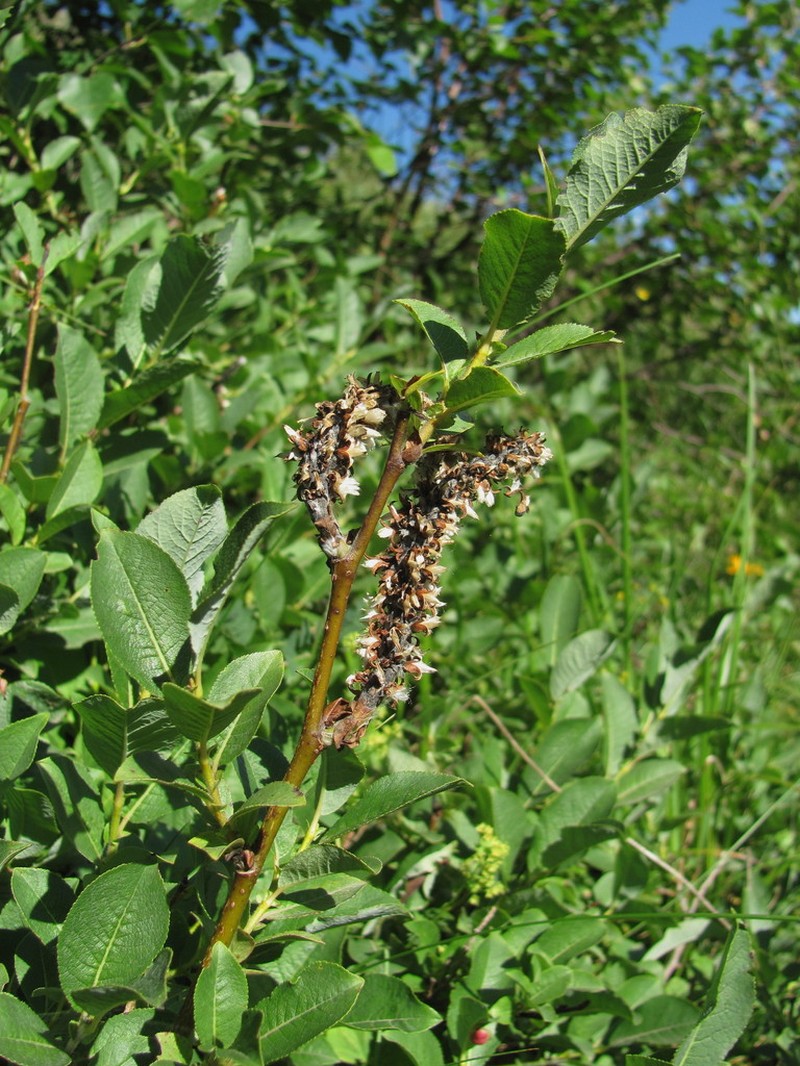 Salix caucasica photo 4