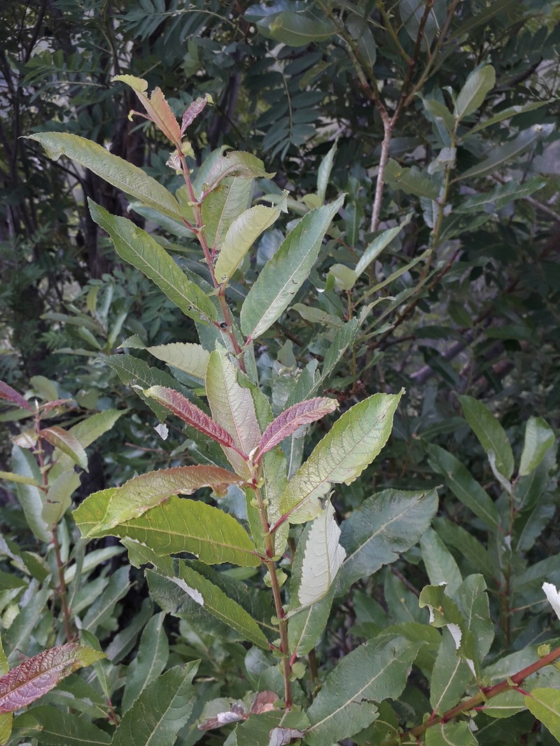 Salix caucasica photo 6