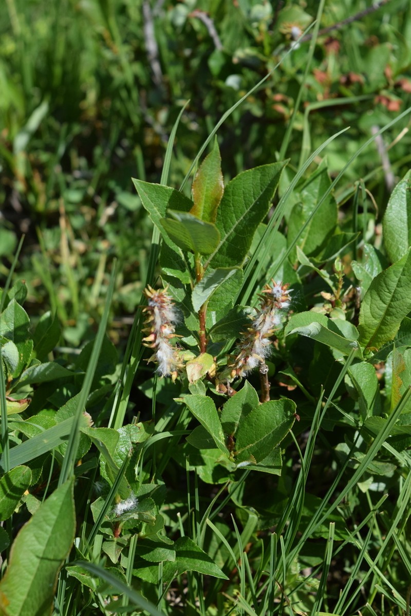 Salix caucasica photo 7
