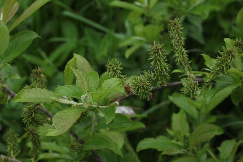 Salix caucasica photo 8