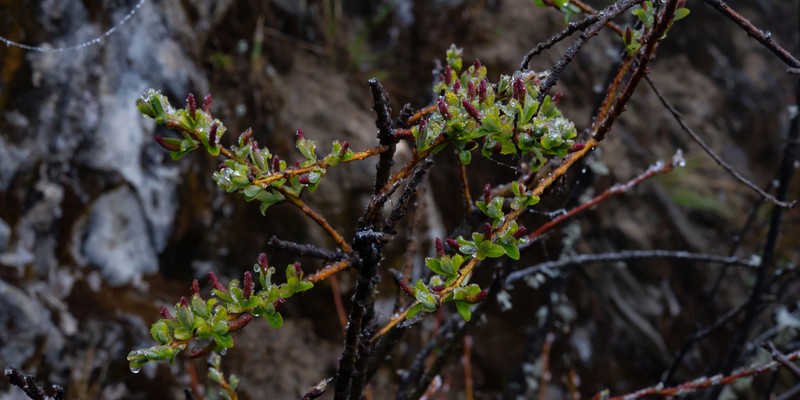 Salix cavaleriei photo 2