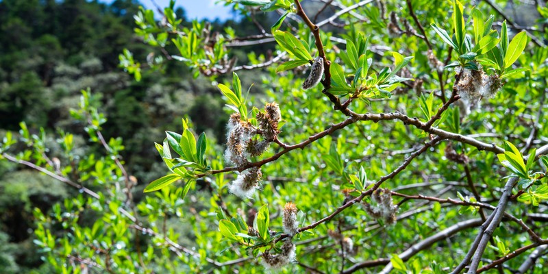 Salix cavaleriei photo 3