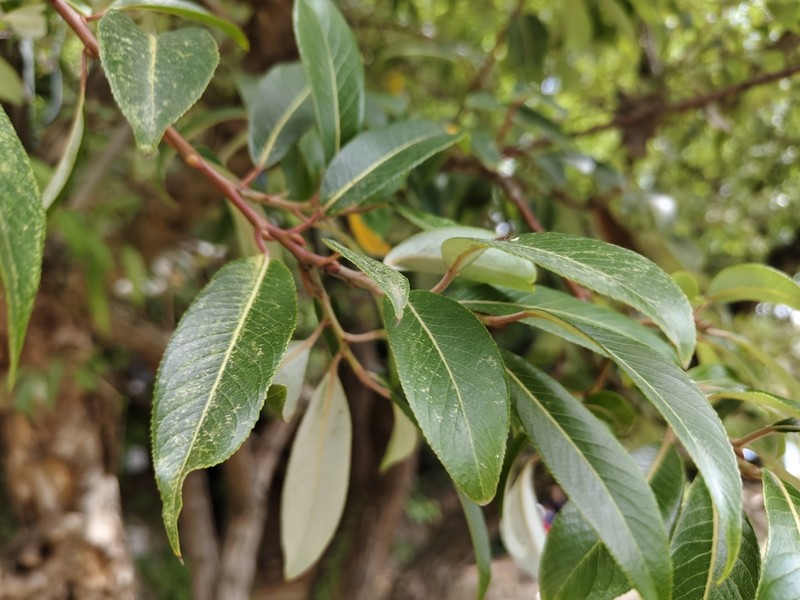 Salix cavaleriei photo 4