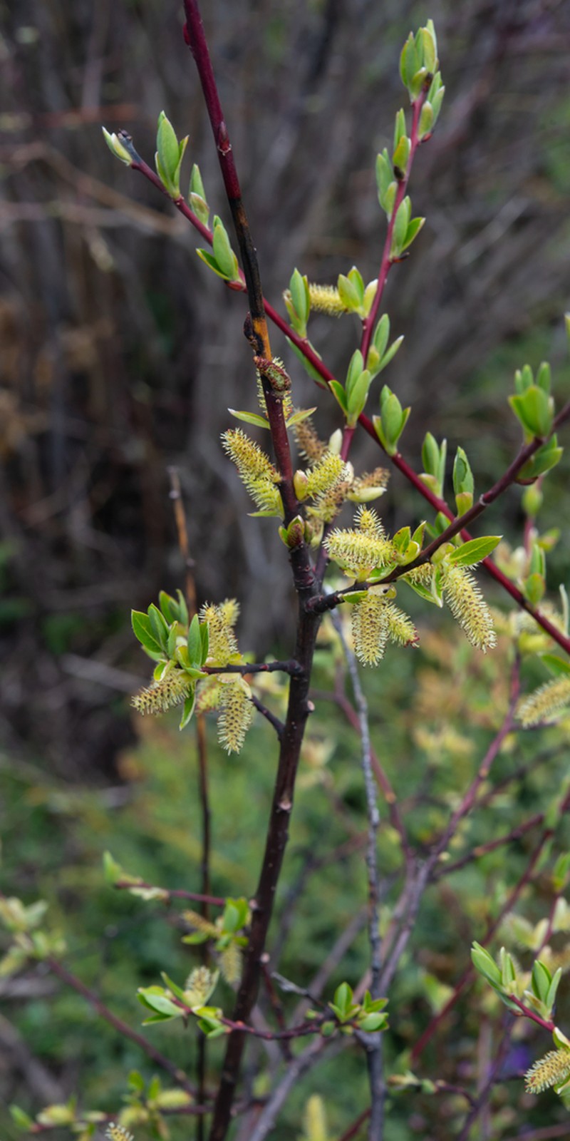 Salix cavaleriei photo 5