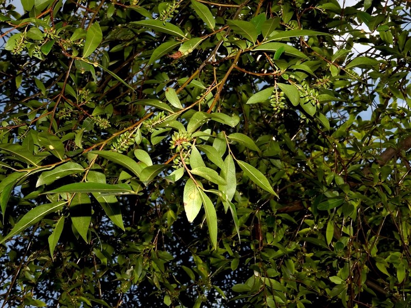 Salix cavaleriei photo 6