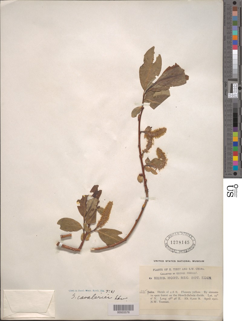Salix cavaleriei photo 7