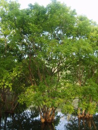 Salix chaenomeloides