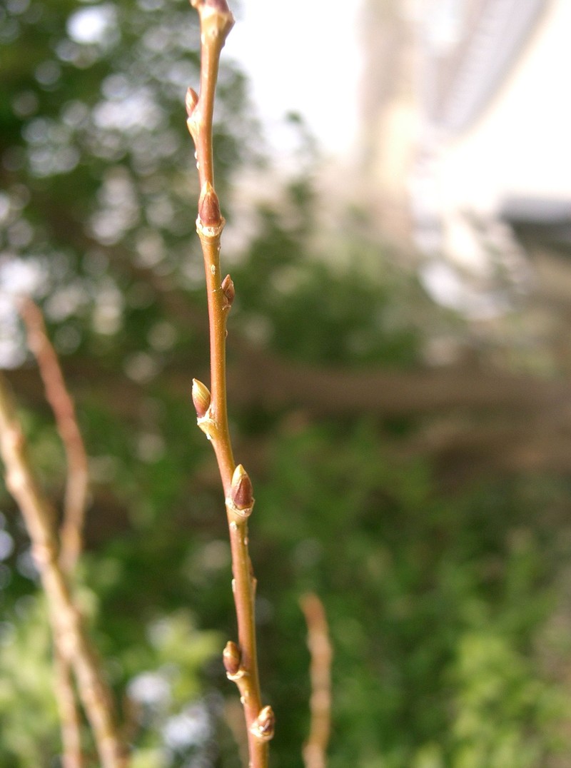 Salix chaenomeloides photo 2