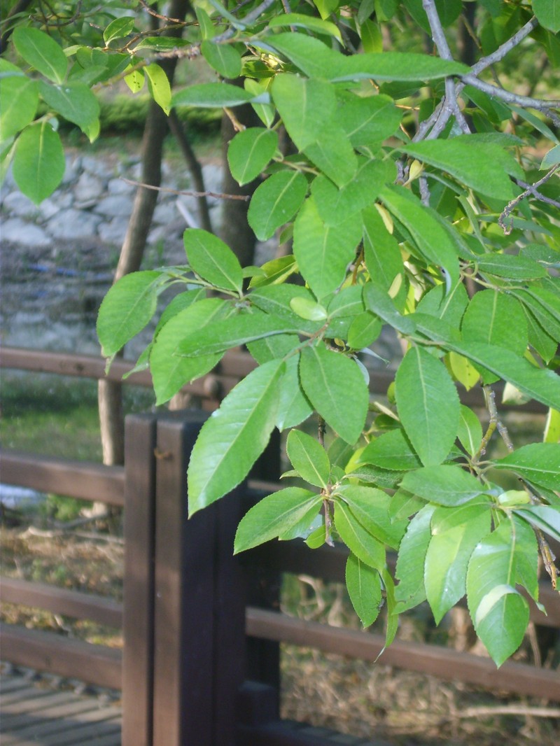 Salix chaenomeloides photo 3