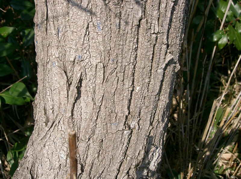 Salix chaenomeloides photo 4