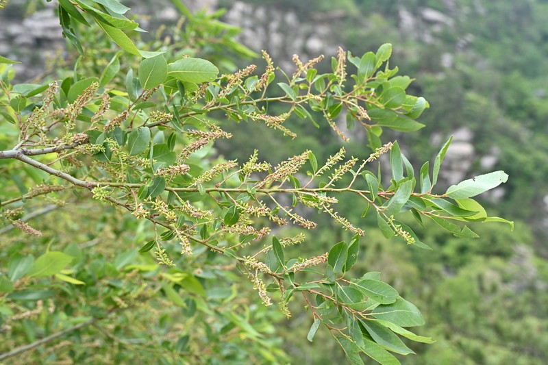 Salix chaenomeloides photo 5