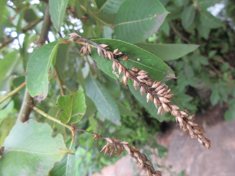 Salix chaenomeloides photo 6