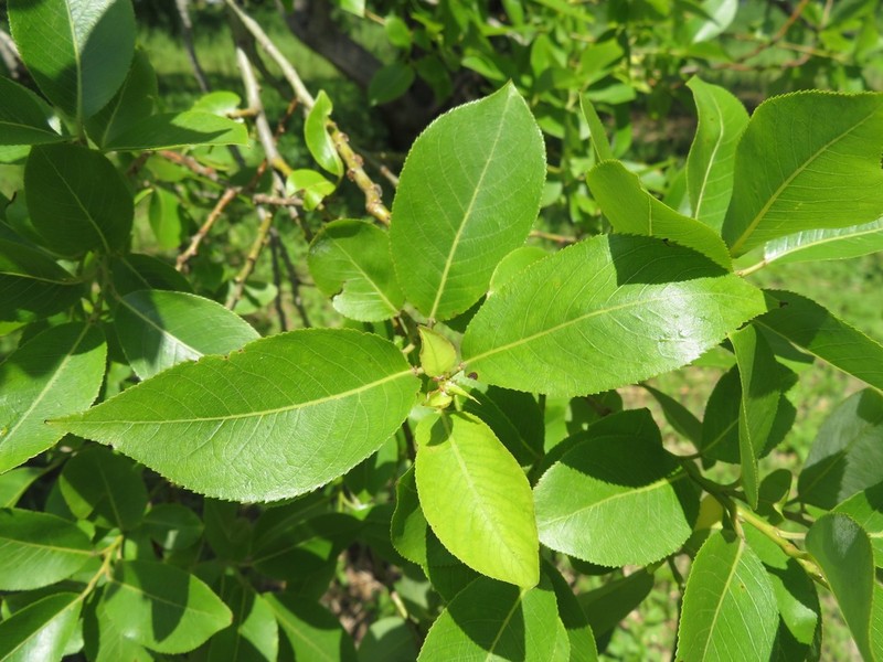 Salix chaenomeloides photo 7