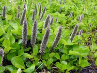Chamisso's Willow