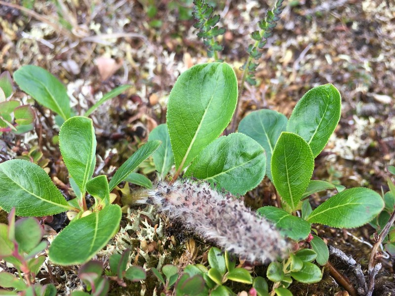 Chamisso's Willow photo 3