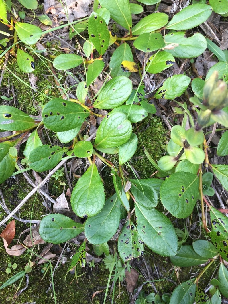 Chamisso's Willow photo 4