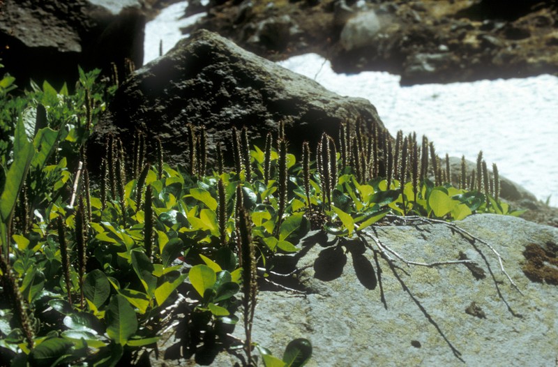 Chamisso's Willow photo 6