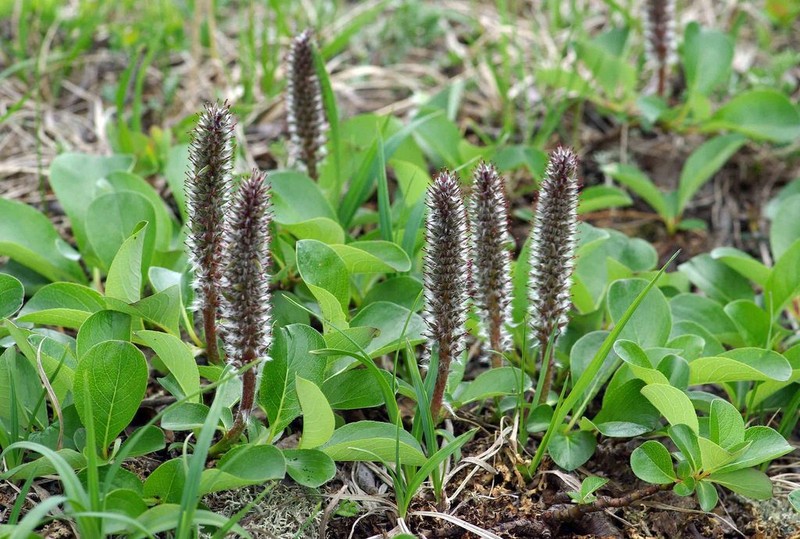 Chamisso's Willow photo 8