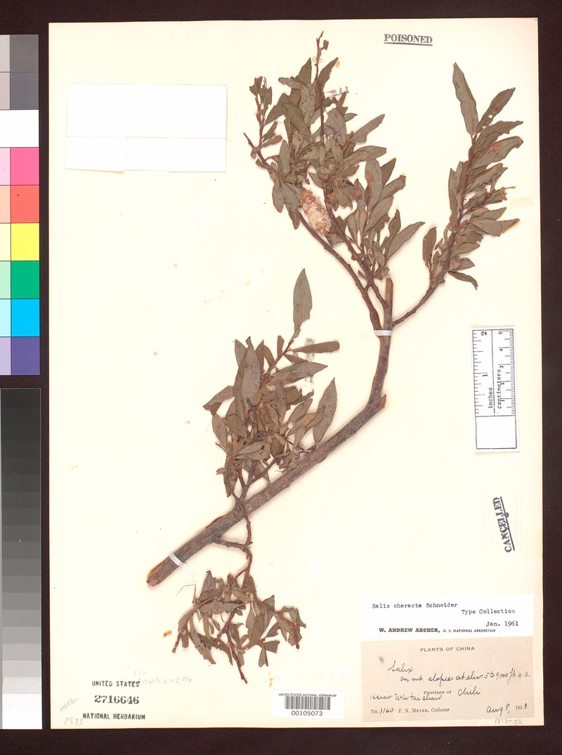 Salix characta