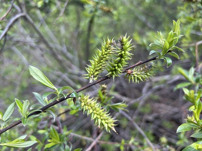 Salix characta photo 2