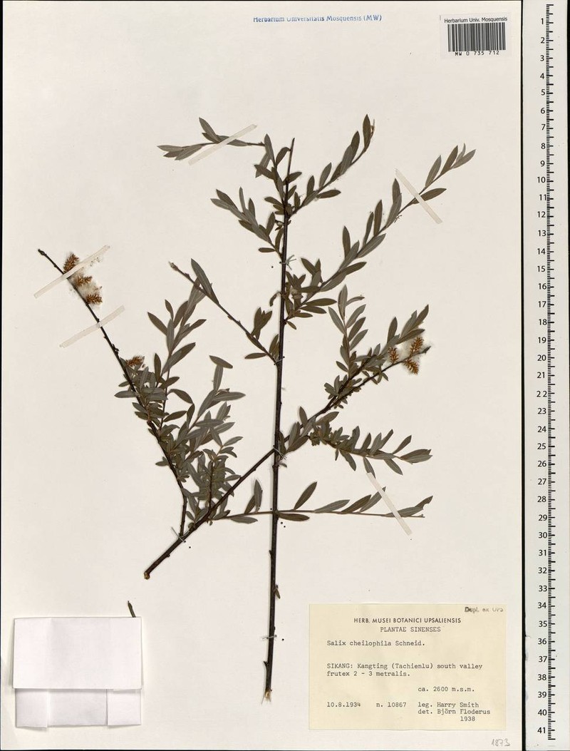 Salix cheilophila