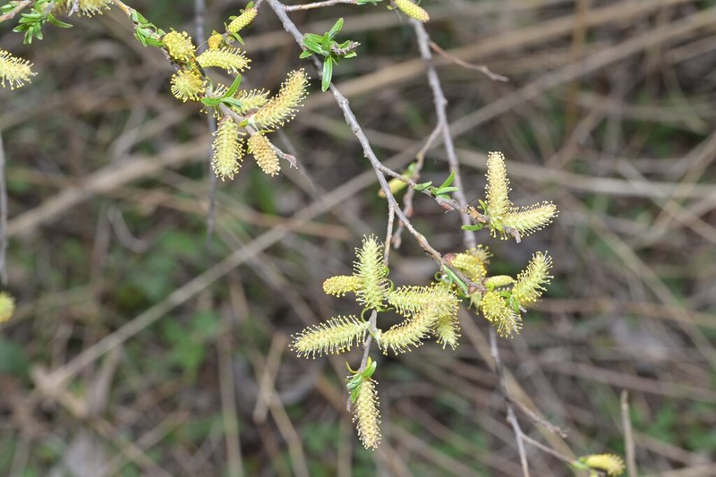Salix cheilophila photo 2