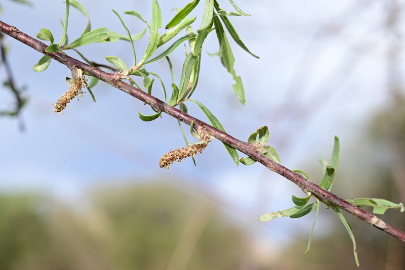 Salix cheilophila photo 3