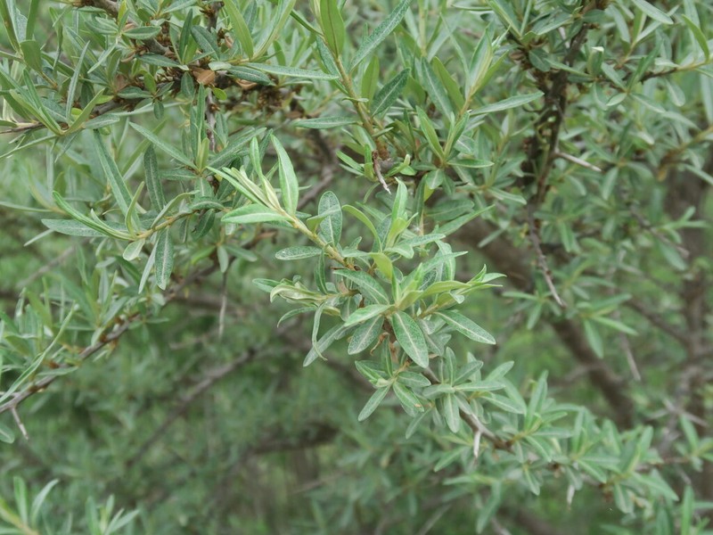 Salix cheilophila photo 4