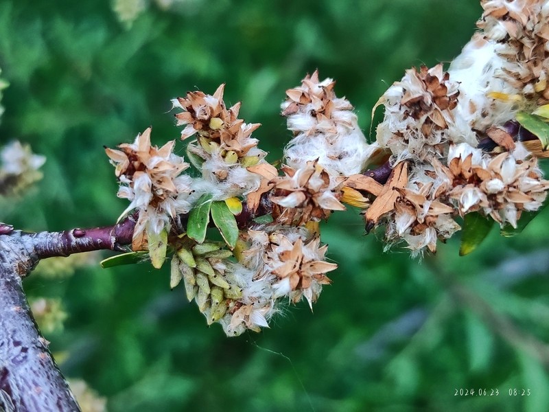 Salix cheilophila photo 5