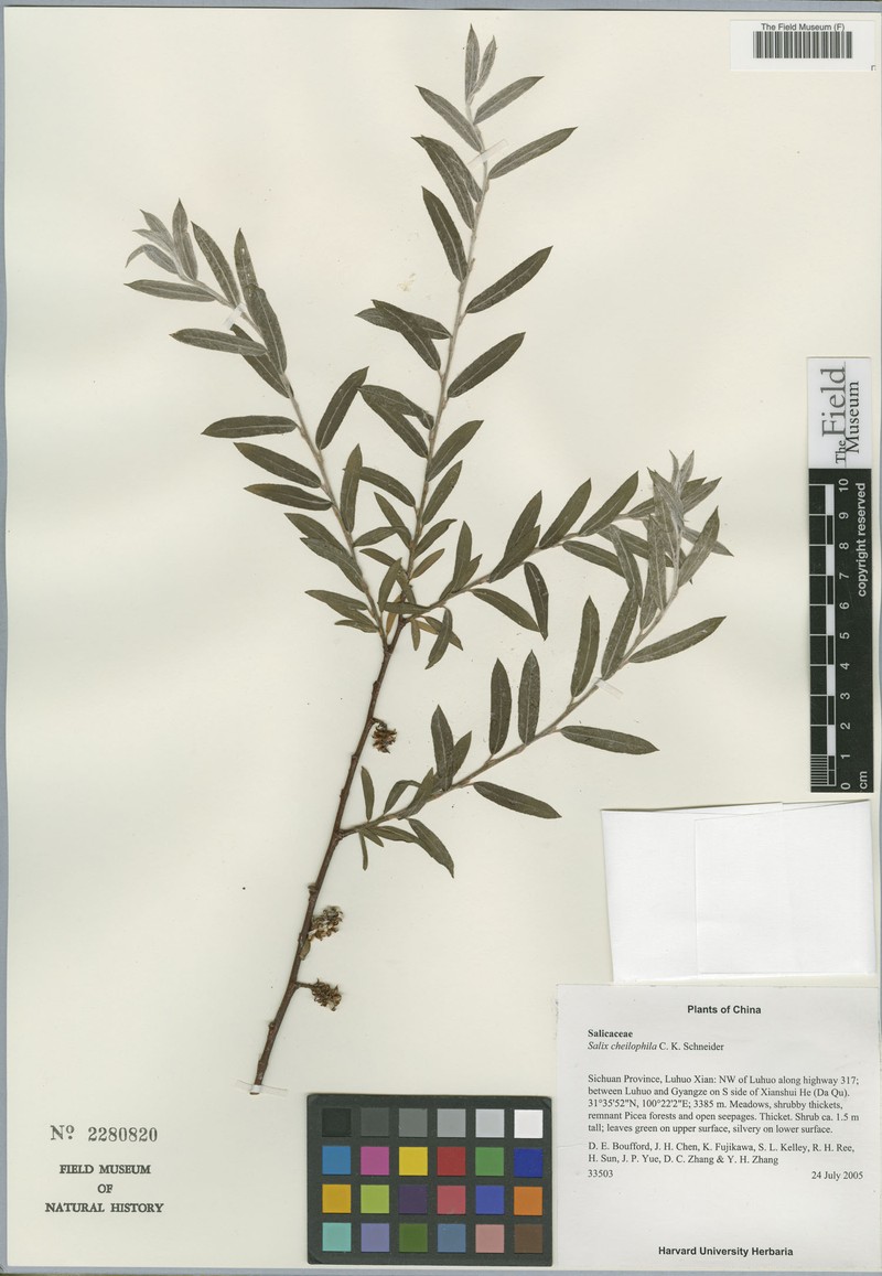 Salix cheilophila var. cheilophila