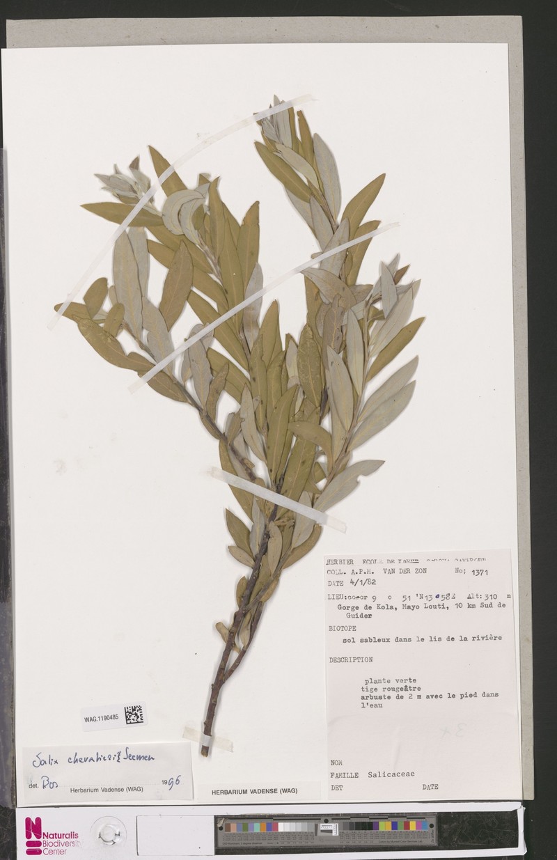 Salix chevalieri